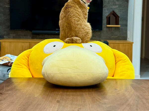 コダックの上にのる子猫　７か月後には？　「爆笑した」「困ってるよー！」