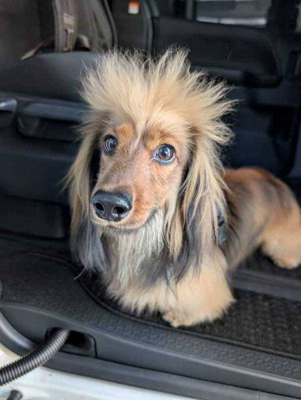 ものすごい『髪型』の犬に「ホストだ」「寝起きとヘアセット後？」