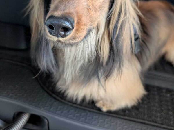 ものすごい『髪型』の犬に「ホストだ」「寝起きとヘアセット後？」