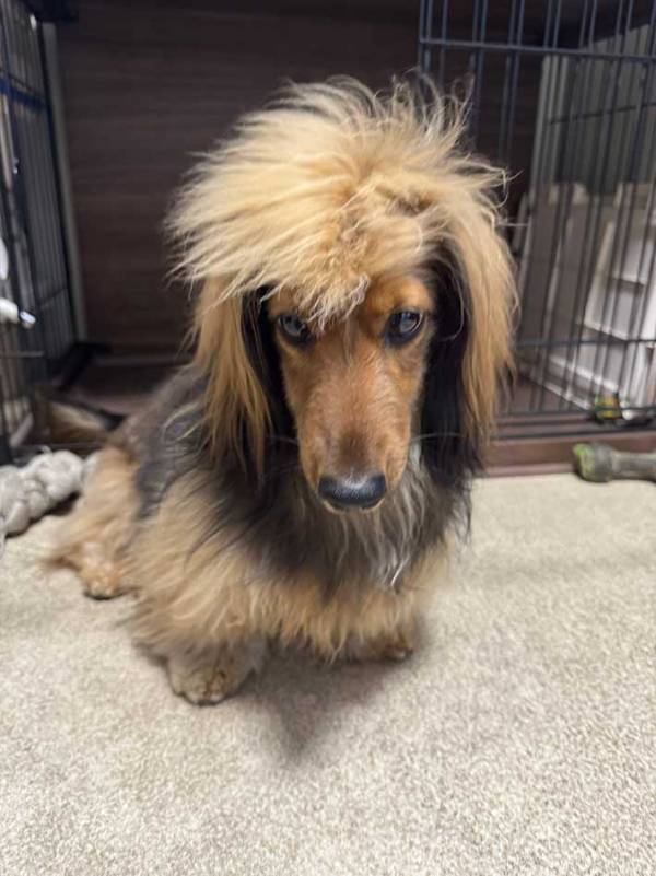 ものすごい『髪型』の犬に「ホストだ」「寝起きとヘアセット後？」