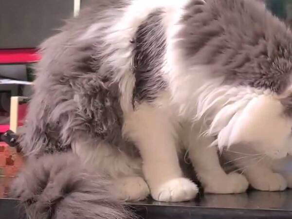 フードを横取りされた『先輩猫』　表情に「かわいそうでかわいい」