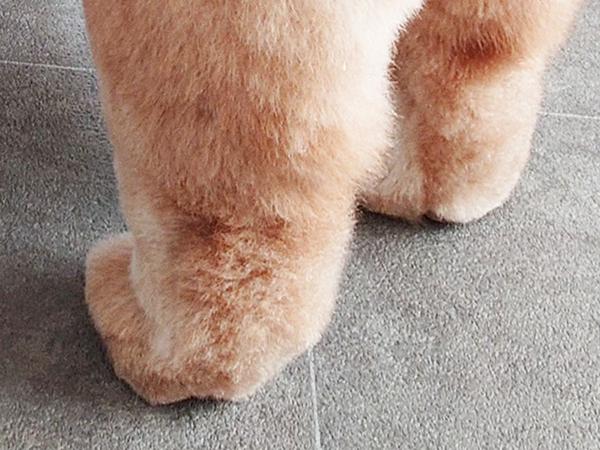 「とれたての桃です」　写った光景に「見事な完熟」「どこで食べられますか？」