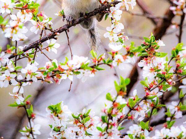 外国人「Beautiful！」　桜の木にいた『生き物』に「素敵です」「人間でいう桜餅か」