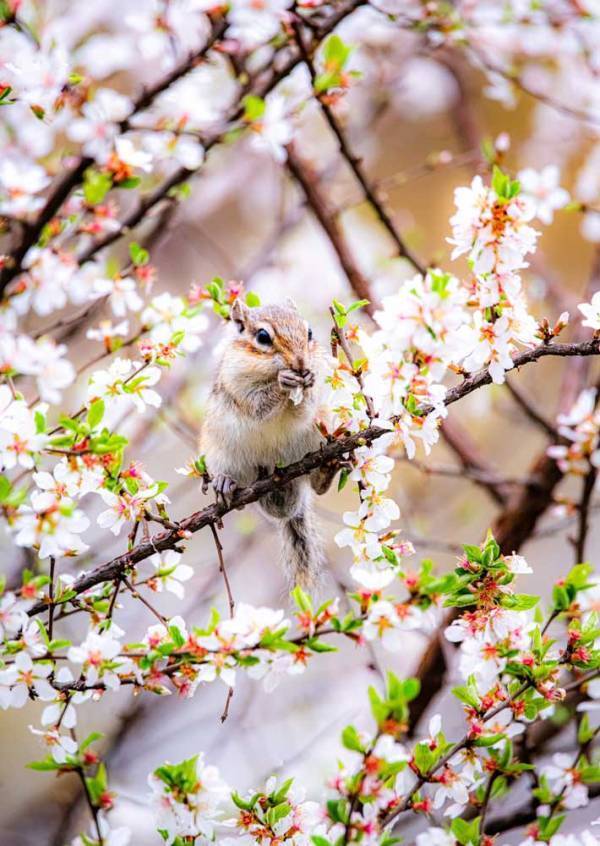 外国人「Beautiful！」　桜の木にいた『生き物』に「素敵です」「人間でいう桜餅か」
