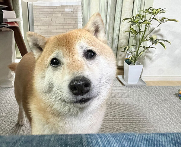 日曜のお昼に、寝落ちをした飼い主　目を覚ますと…「笑っちゃった」「ちょっと引きつってる？」