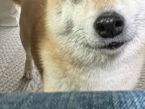 日曜のお昼に、寝落ちをした飼い主　目を覚ますと…「笑っちゃった」「ちょっと引きつってる？」