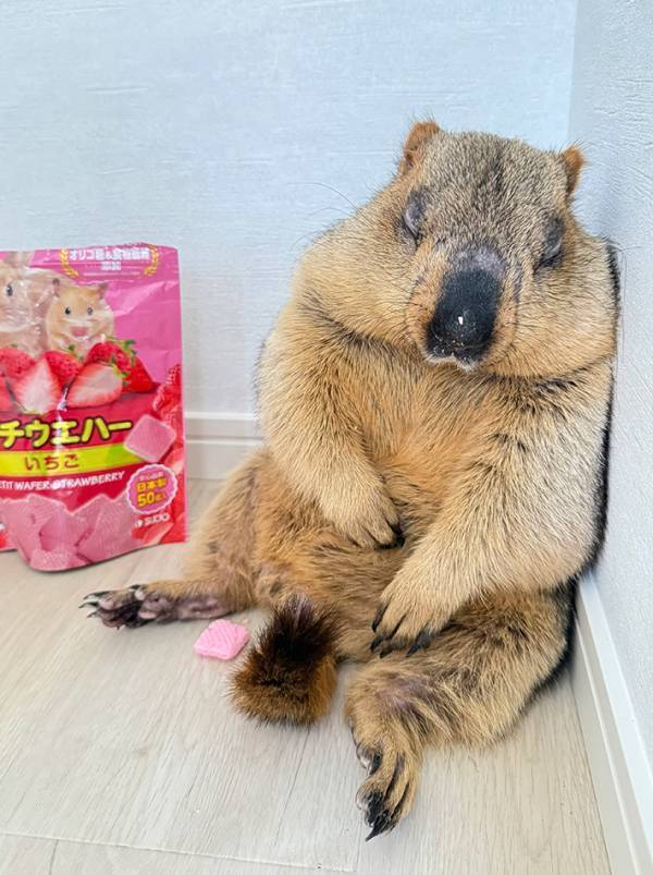 「天使の寝顔が生まれる３分前、おじさんすぎ」　飼い主が目撃したのは…？