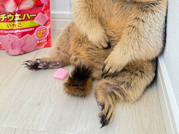 「天使の寝顔が生まれる３分前、おじさんすぎ」　飼い主が目撃したのは…？