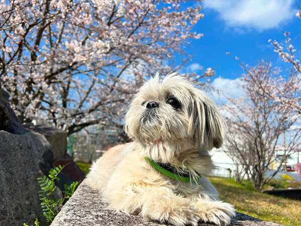 変わったおにぎりを作った男性　しかし、もっと注目を集めたのは…