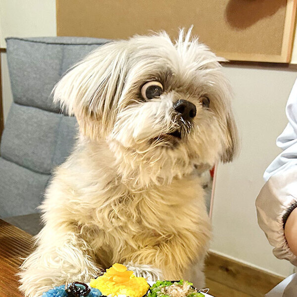 変わったおにぎりを作った男性　しかし、もっと注目を集めたのは…