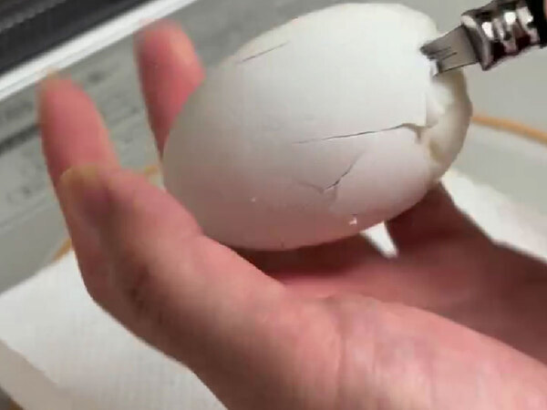 ラップに包んで冷凍した卵　できあがった料理がお得！