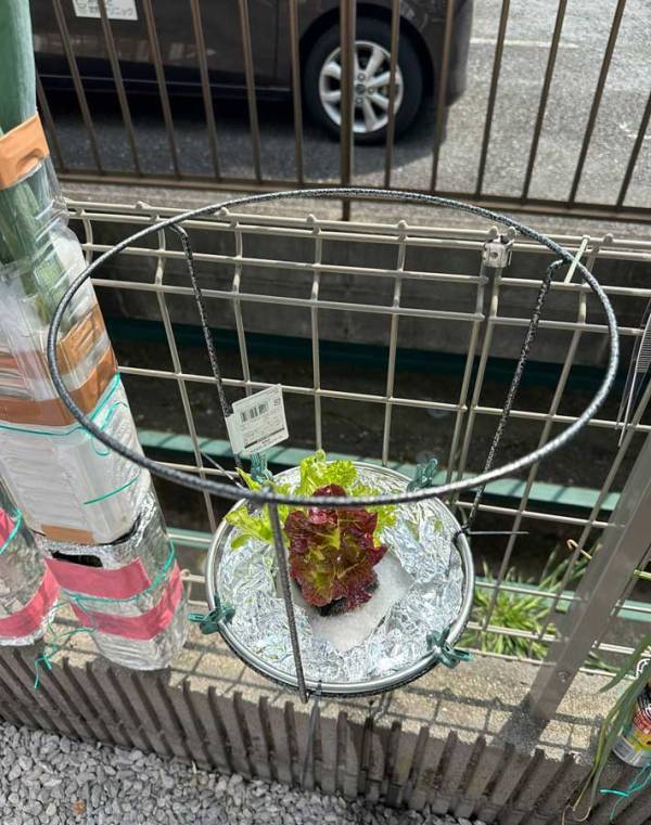 １００均の洗濯ネット　まさかの活用法に「頭がいい」「真似をします」