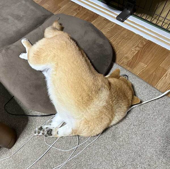 家の中に落ちていたのは…　まさかの光景に「爆笑した」「拾いに行きたい」