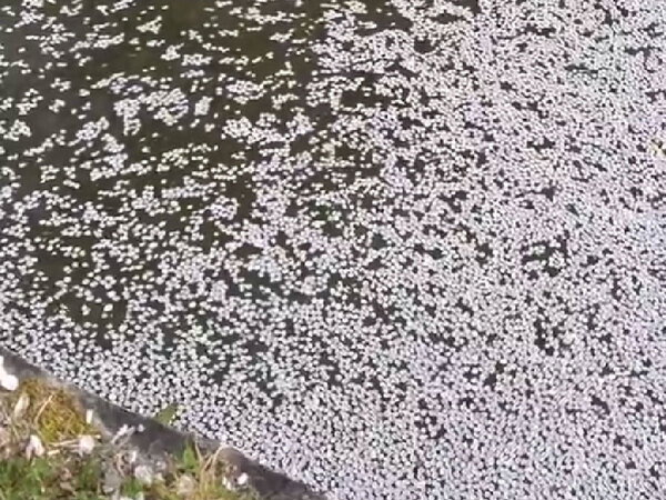 京大生がとらえた絶景に『７万いいね』！　「オチに笑った」「教えてあげたい」