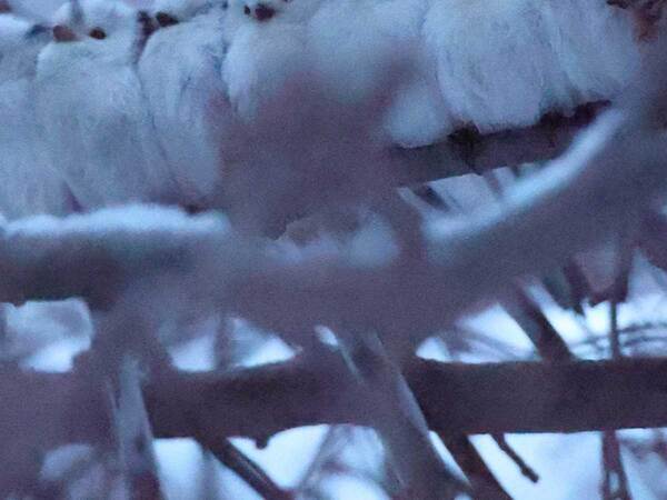 撮影者「寝る準備をしていた」　やぶの中、集まる鳥たちに「尊すぎる」「混ざりたい」