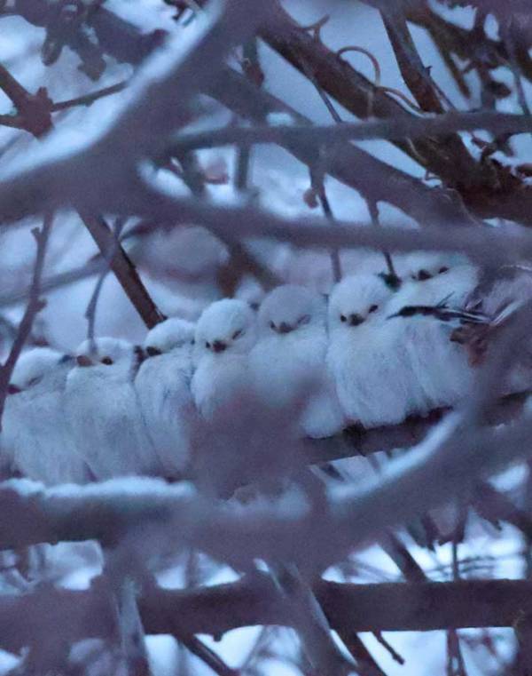 撮影者「寝る準備をしていた」　やぶの中、集まる鳥たちに「尊すぎる」「混ざりたい」