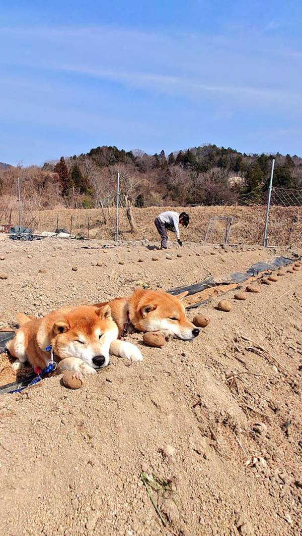 畑に芋を植えていると…　ほほ笑ましい光景に「なんてかわいいお芋」「柴芋が収穫できそう」