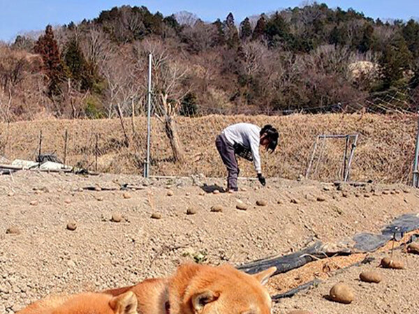 畑に芋を植えていると…　ほほ笑ましい光景に「なんてかわいいお芋」「柴芋が収穫できそう」