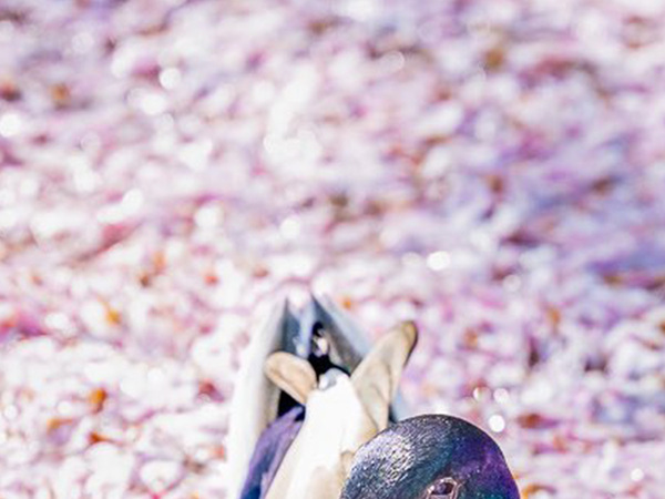 京都で見た『花筏』　泳いでいたのは？「貴重な１枚」「夢のような風景」