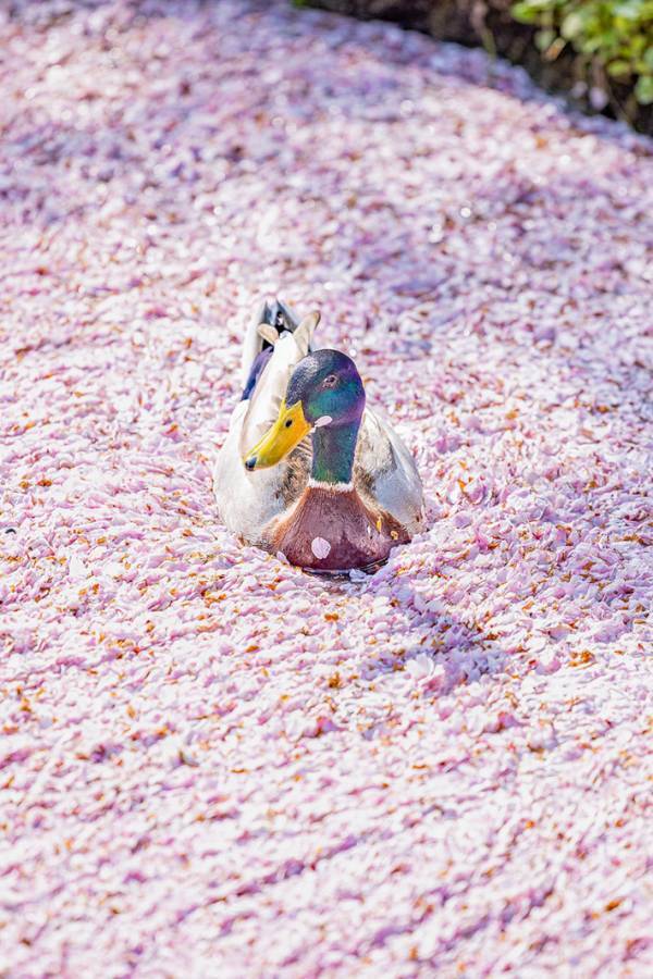 京都で見た『花筏』　泳いでいたのは？「貴重な１枚」「夢のような風景」