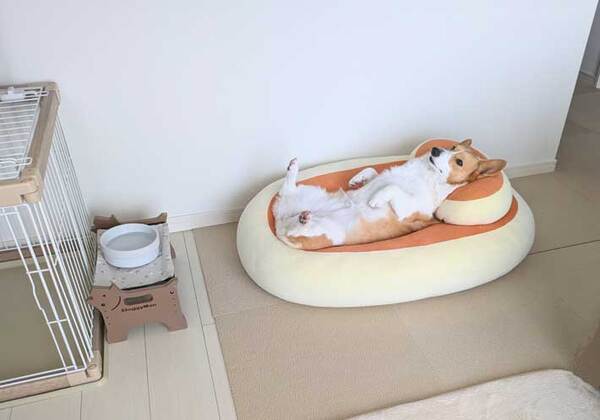 「来世はこれになりたい」　食事中、愛犬を見ると？　光景に『１３万いいね！』