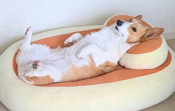 「来世はこれになりたい」　食事中、愛犬を見ると？　光景に『１３万いいね！』