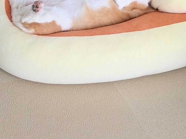 「来世はこれになりたい」　食事中、愛犬を見ると？　光景に『１３万いいね！』