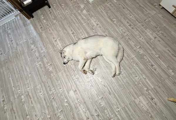 飼い主「全てを失った犬」　ドッグラン帰りの姿に「すっごい儚げ」「燃え尽きてる」