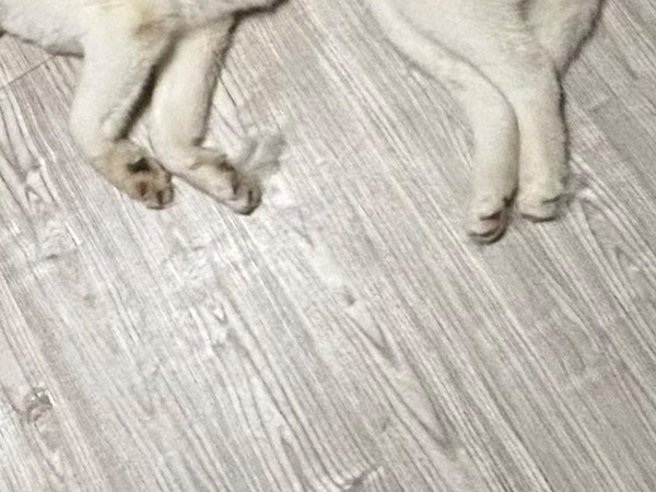 飼い主「全てを失った犬」　ドッグラン帰りの姿に「すっごい儚げ」「燃え尽きてる」