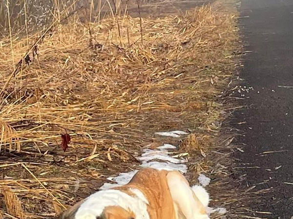 「こんなに雪が好きな子ほかにいる？」　朝の散歩中…「なんか泣けてくる」「雪も嬉しそう」