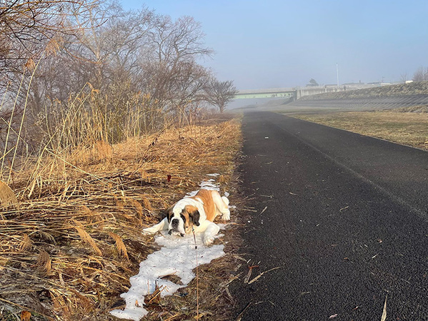 「こんなに雪が好きな子ほかにいる？」　朝の散歩中…「なんか泣けてくる」「雪も嬉しそう」