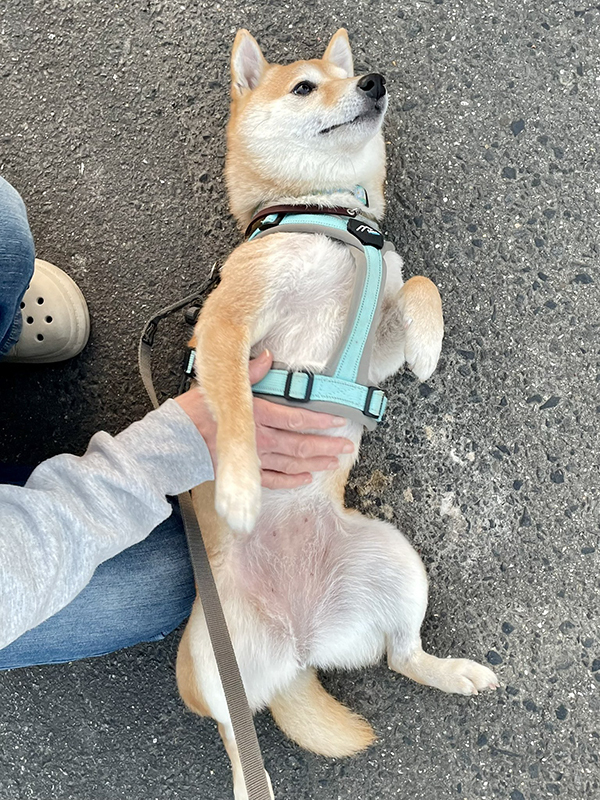 通りすがりの人「触っていいですか？」　柴犬の姿に「これはビビる」「想像の斜め上」