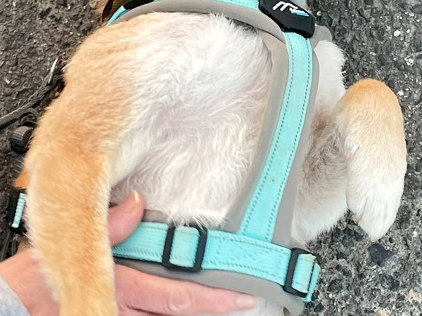 通りすがりの人「触っていいですか？」　柴犬の姿に「これはビビる」「想像の斜め上」