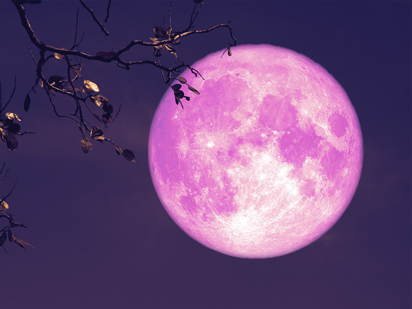 ２０２５年の『ピンクムーン』がやってくる！　特別な満月に何を願う？