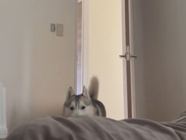 飼い主を起こしに来たハスキー、次の瞬間？　「爆笑！」「絶対起きる」