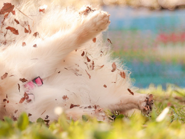 「桜と愛犬の写真を撮りに来たのに…」　実際の２枚に「違う、そうじゃない」