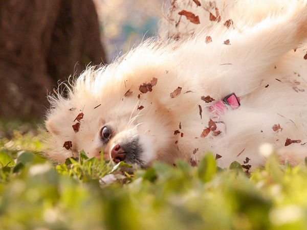 「桜と愛犬の写真を撮りに来たのに…」　実際の２枚に「違う、そうじゃない」