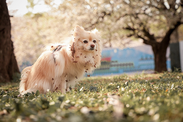 「桜と愛犬の写真を撮りに来たのに…」　実際の２枚に「違う、そうじゃない」