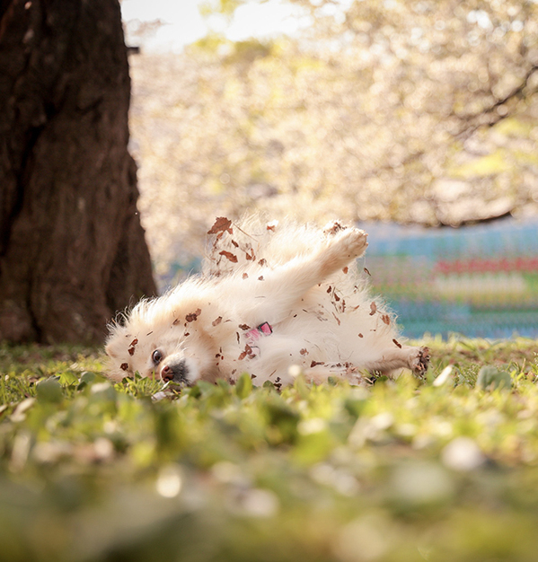 「桜と愛犬の写真を撮りに来たのに…」　実際の２枚に「違う、そうじゃない」