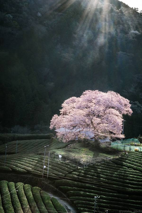 桜の上を見ると…　写真家が撮った『１枚』に「絵かと思った」「神様の声が聞こえそう」