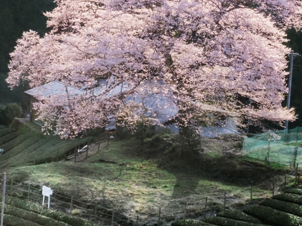 桜の上を見ると…　写真家が撮った『１枚』に「絵かと思った」「神様の声が聞こえそう」