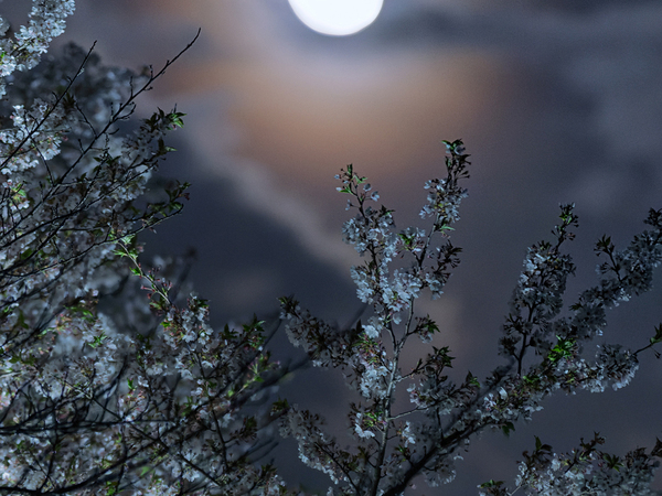 ４月の満月『ピンクムーン』の前日に？　撮影した１枚に「儚げで美しい」