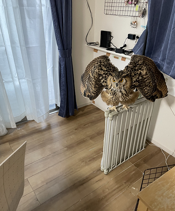 突然『ブチギレ』したフクロウ　まさかの理由が？「圧がすごい」「こんな姿になるのか！」