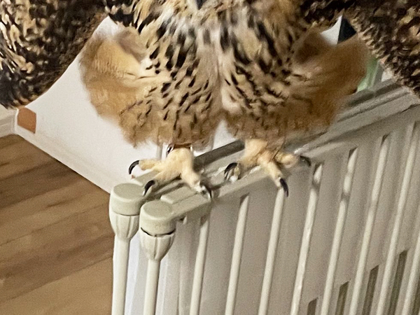 突然『ブチギレ』したフクロウ　まさかの理由が？「圧がすごい」「こんな姿になるのか！」