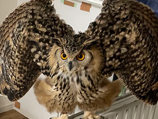 突然『ブチギレ』したフクロウ　まさかの理由が？「圧がすごい」「こんな姿になるのか！」
