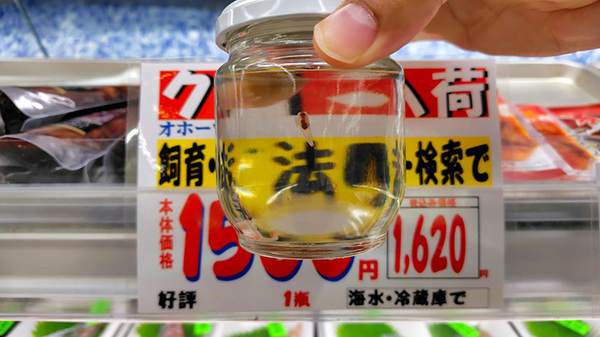 水族館でしか見られないと思ったら…　スーパーの貼り紙に「えっ！？」「目を疑った」