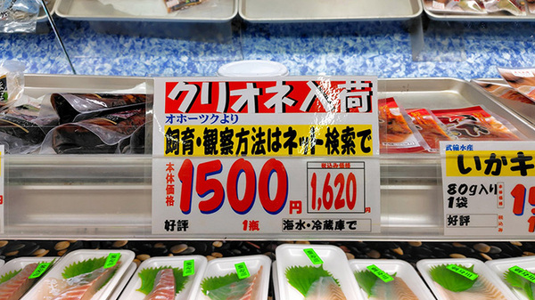 水族館でしか見られないと思ったら…　スーパーの貼り紙に「えっ！？」「目を疑った」