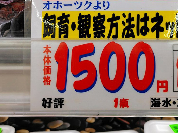 水族館でしか見られないと思ったら…　スーパーの貼り紙に「えっ！？」「目を疑った」
