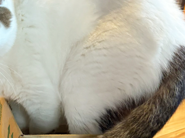 猫の行動に飼い主「それは無理だよ」　目にした光景に「表情に吹いた」「攻めてるな！」