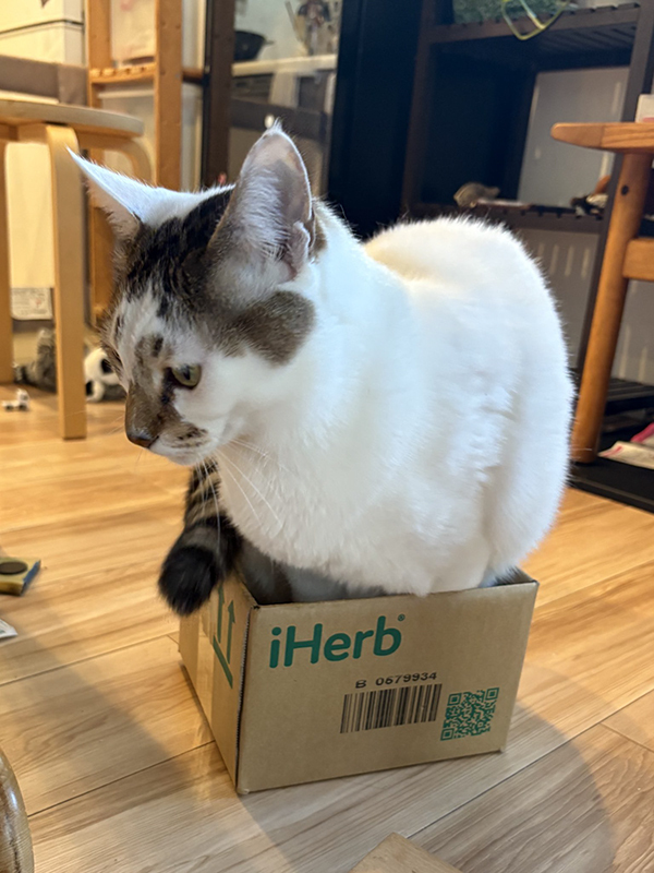 猫の行動に飼い主「それは無理だよ」　目にした光景に「表情に吹いた」「攻めてるな！」